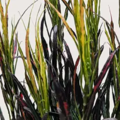Croton 'Picasso' — additional view