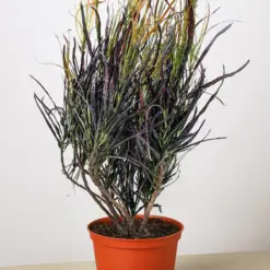Croton 'Picasso' — additional view
