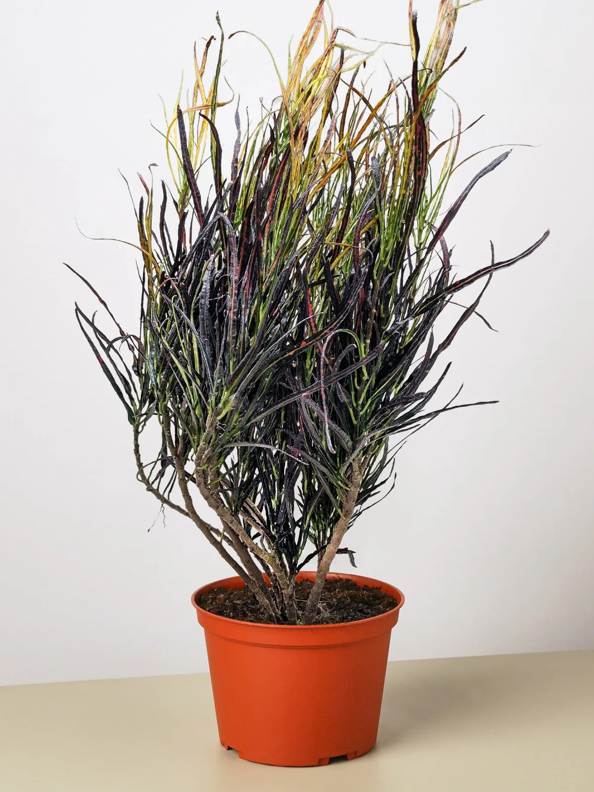 Croton 