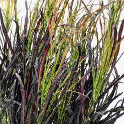 Croton 'Picasso' — additional view