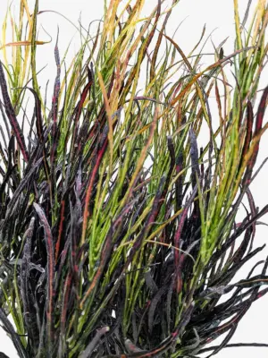 Croton 'Picasso' — additional view