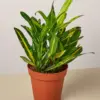 Croton 'Sunny Star' houseplant
