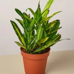 Croton 'Sunny Star' houseplant
