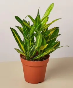 Croton 'Sunny Star' houseplant