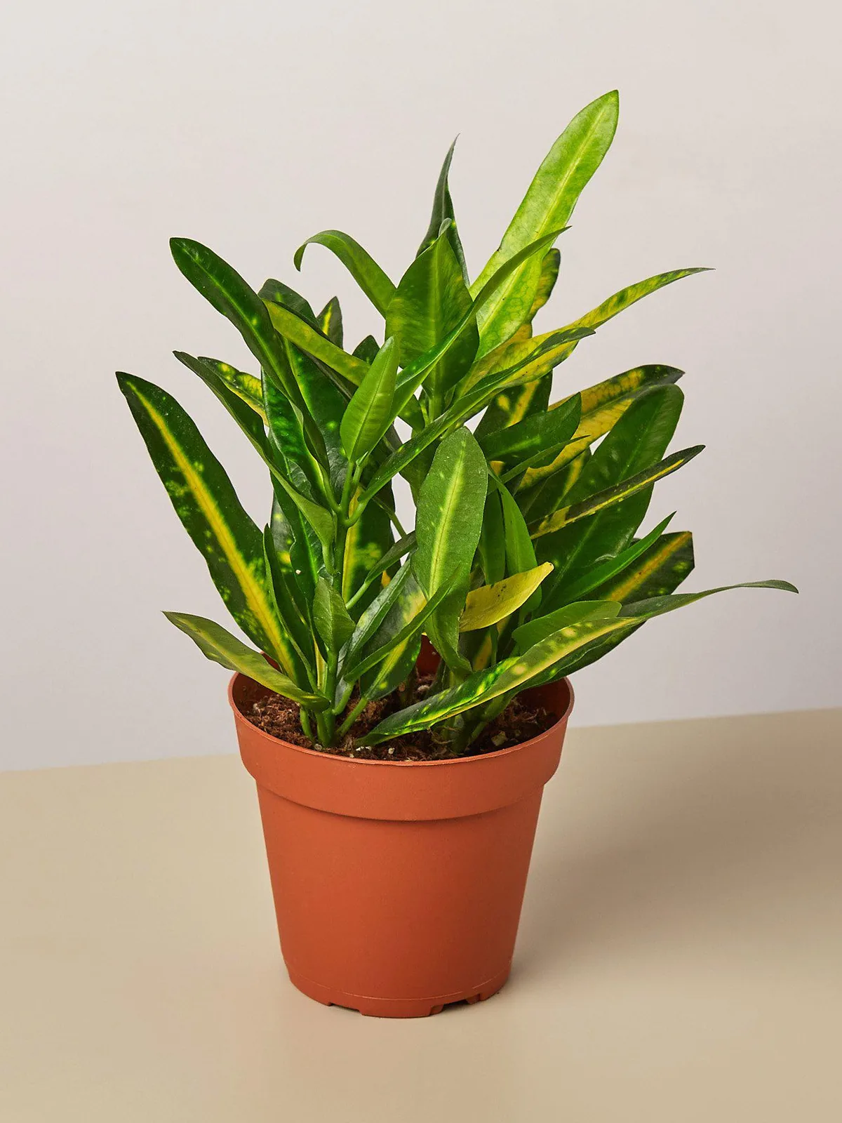 Croton 