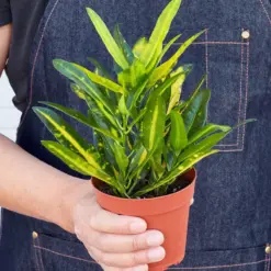 Croton 'Sunny Star' — held in hand for size reference