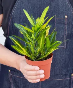 Croton 'Sunny Star' — held in hand for size reference