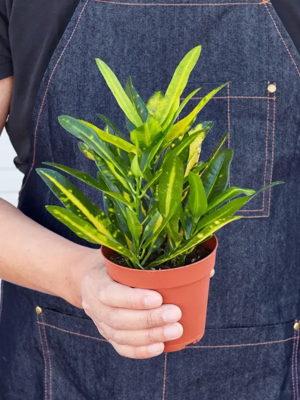Croton 'Sunny Star' — held in hand for size reference