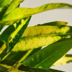 Croton 'Sunny Star' — leaf detail close-up