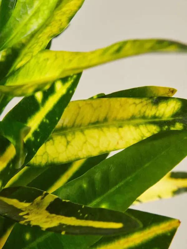 Croton 'Sunny Star' — leaf detail close-up