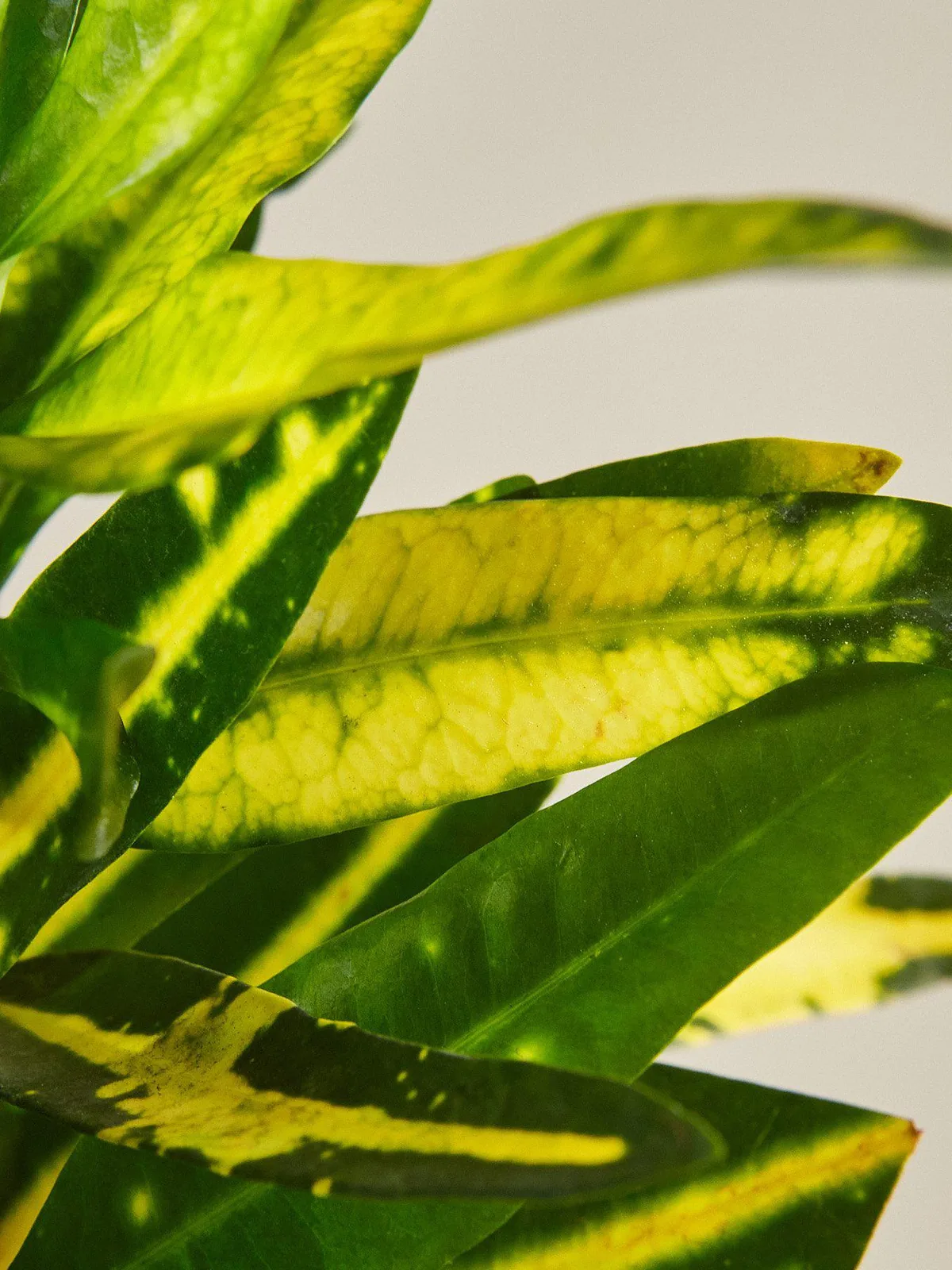 Croton 