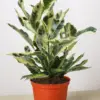 Croton 'Tamara' houseplant