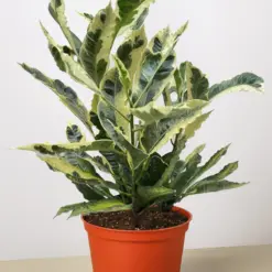 Croton 'Tamara' houseplant