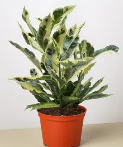 Croton 'Tamara' houseplant