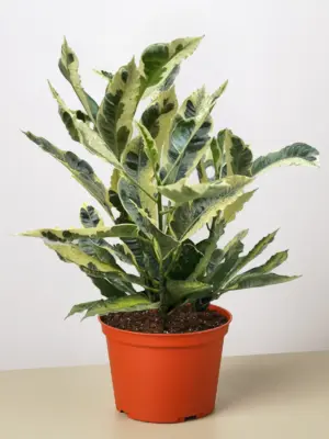 Croton 'Tamara' houseplant
