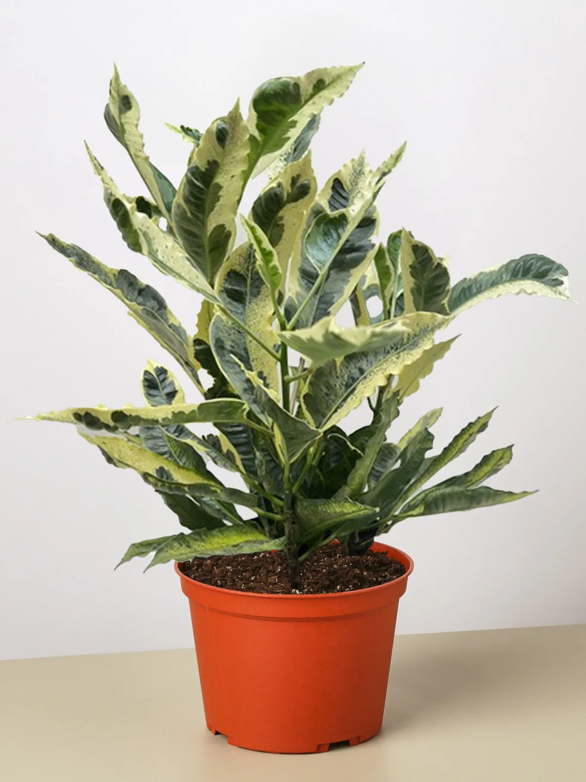 Croton 