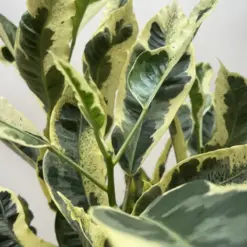 Croton 'Tamara' — additional view