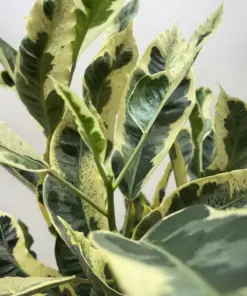 Croton 'Tamara' — additional view