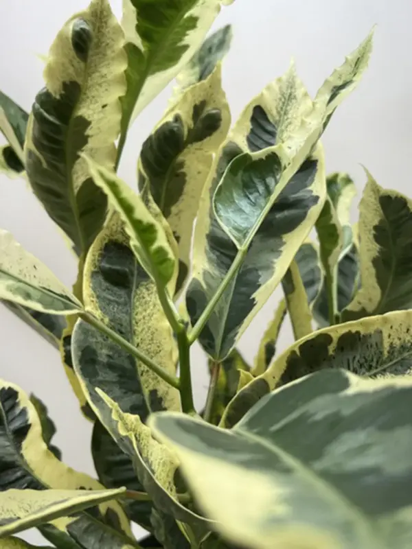 Croton 'Tamara' — additional view