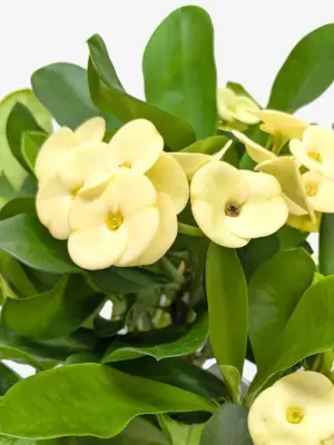 Crown of Thorns White houseplant