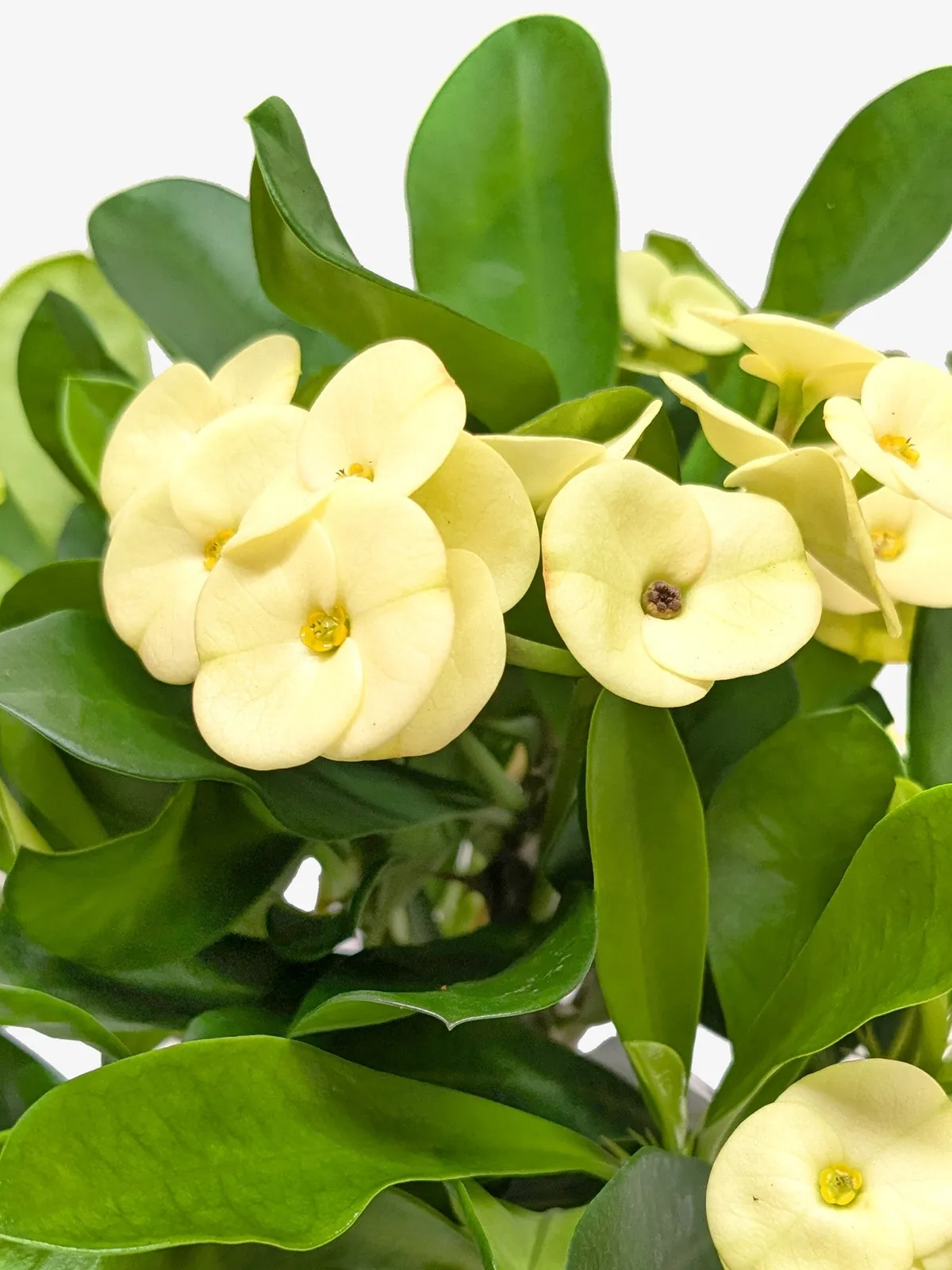 Crown of Thorns White houseplant
