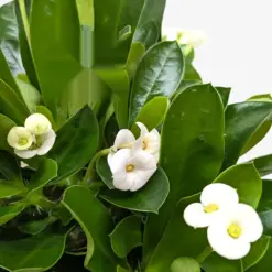 Crown of Thorns White — additional view