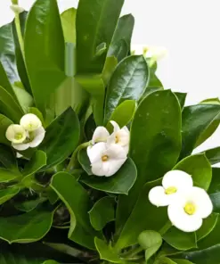 Crown of Thorns White — additional view