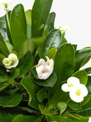Crown of Thorns White — additional view