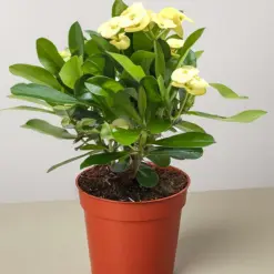 Crown of Thorns White — additional view