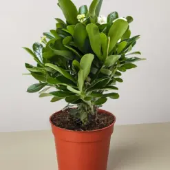 Crown of Thorns White — additional view