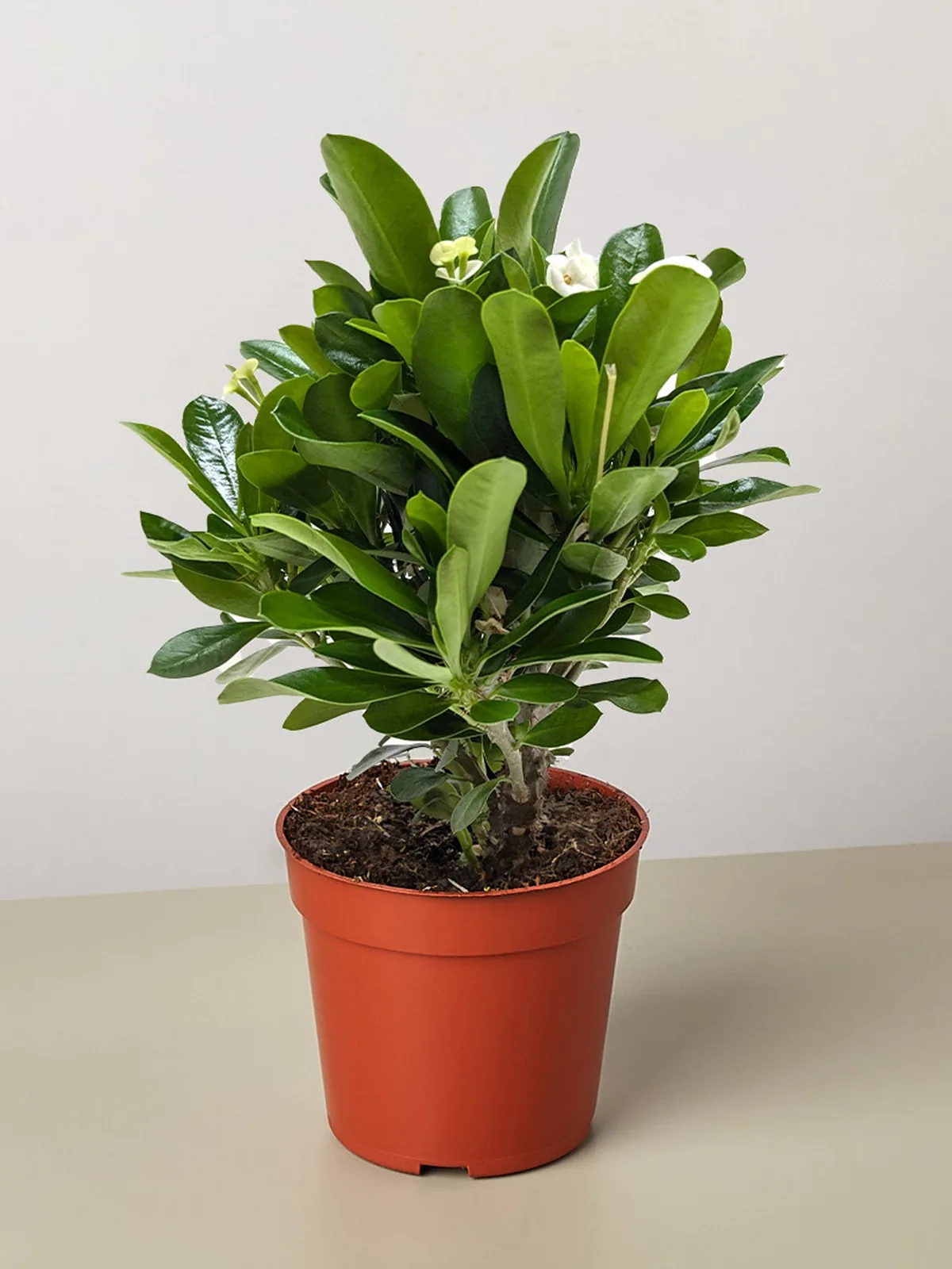 Crown of Thorns White — additional view