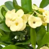 Crown of Thorns Yellow houseplant