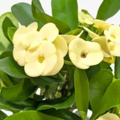 Crown of Thorns Yellow houseplant