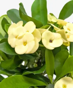 Crown of Thorns Yellow houseplant