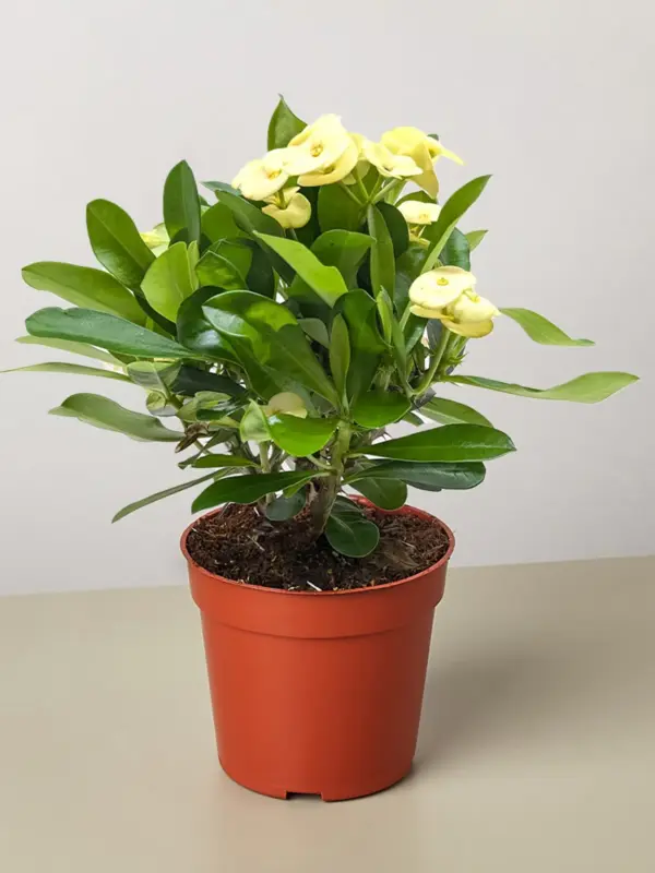 Crown of Thorns Yellow — additional view