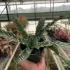 Cryptanthus 'Betty' houseplant