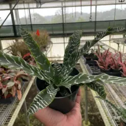 Cryptanthus 'Betty' houseplant