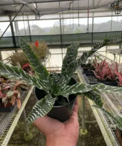 Cryptanthus 'Betty' houseplant