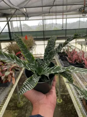 Cryptanthus 'Betty' houseplant