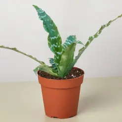 Cryptanthus 'Betty' — additional view