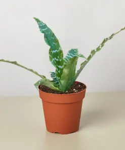 Cryptanthus 'Betty' — additional view