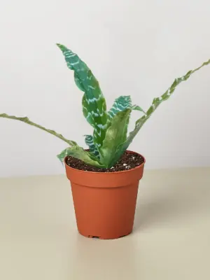 Cryptanthus 'Betty' — additional view
