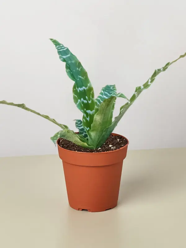 Cryptanthus 'Betty' — additional view