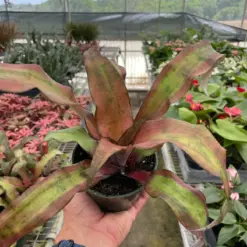 Cryptanthus 'Calypso' houseplant