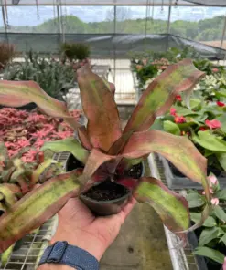 Cryptanthus 'Calypso' houseplant