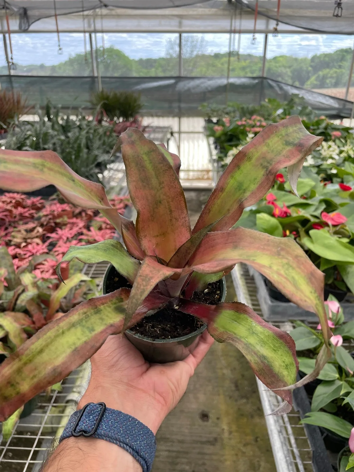 Cryptanthus 