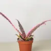 Cryptanthus 'Elaine' houseplant
