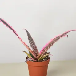 Cryptanthus 'Elaine' houseplant