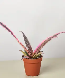 Cryptanthus 'Elaine' houseplant