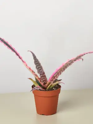 Cryptanthus 'Elaine' houseplant